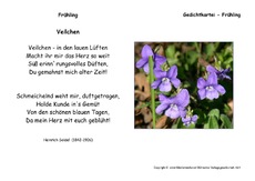 Veilchen-Seidel.pdf